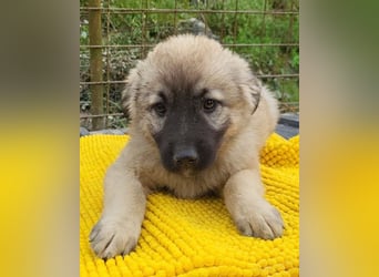 Suki ❤️ Süßes + liebes Welpenmädchen!
