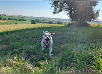 Alba - vorsichtige, ruhige, liebe Labrador-Mix-Hündin / Pflegestelle in Mosbach