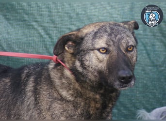 Greta sucht ein Zuhause