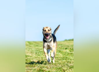 Lieber mittelgroßer Sam sucht ein ruhiges Zuhause