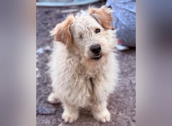 Lucky ❤️ fröhlich+aufgeweckt sucht dich!