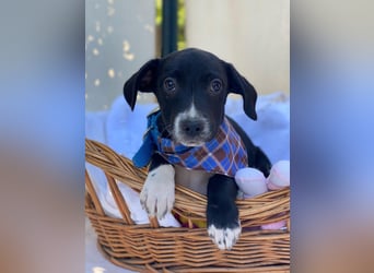 Milo LM - Zuhause gesucht – Neun kleine Hundekinder auf großer Mission