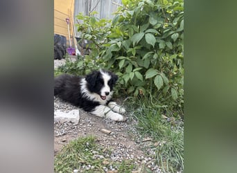 Yellow und Blue - zwei zuckersüße Aussie Zwerge 