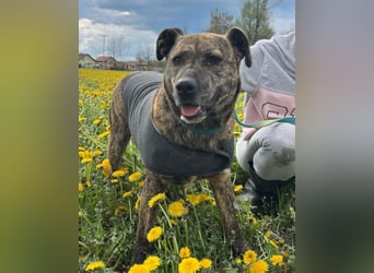Gute-Laune-Luna ❤️ ein Schatz auf 4 Pfoten