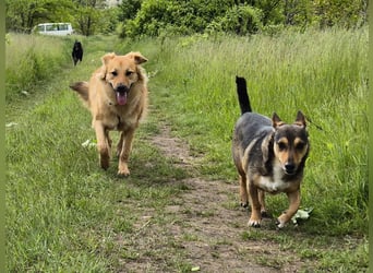 Sally sucht ein liebevolles Zuhause