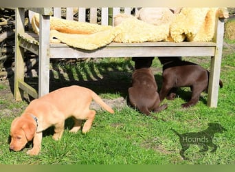 Acht reinrassige Labrador Welpen auf dem Weg in ihr neues Leben...