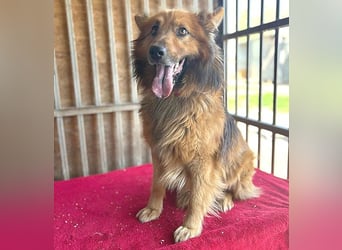 ❤️ superlieber ALFI - 1,5 Jahre, 46cm/16kg - Mischling