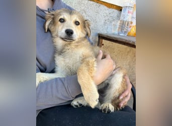 Fiete ❤️ verschmuster, offener Hundejunge