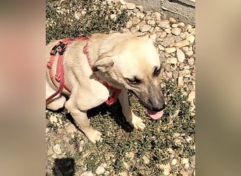 MAXI sucht Familienanschluss