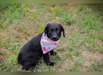 Chip 269759: Hundekind sucht ein Zuhause