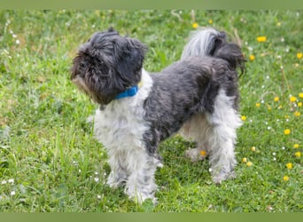 Sir Bobby - kinderlieber, gut erzogener Schatz - Tierhilfe Franken e.V.