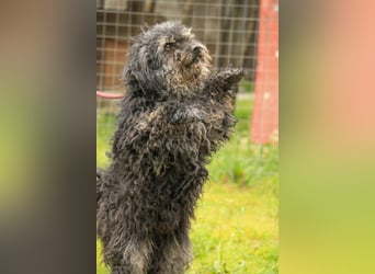 Bogáncs LM – Traumhund auf vier Pfoten sucht Herzensmenschen