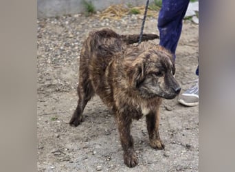 Wunderschön gestromtes Hundekind *Ylva* sucht ihr Zuhause für immer