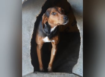 Zoey ❤️ schmusige, liebe, soziale Bracke-Mix-Hündin!