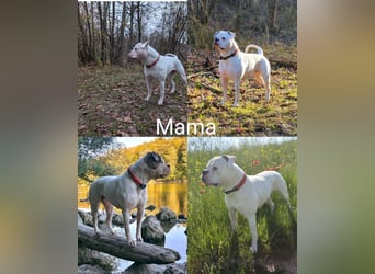 American Bulldog Welpen
