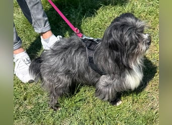 Micha: Hundekind sucht ein Zuhause