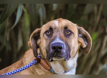 Edgar, Mix Labrador / Rafeiro Alentejano, lieb und sozial
