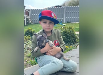Französische Bulldoggen Welpen mit AT und Nase