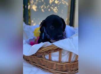 Fredi LM - Zuhause gesucht – Neun kleine Hundekinder auf großer Mission