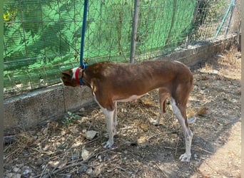LOLA-die sanfte Schokopodenca auf der Suche nach ihrem Für-immer-Zuhause