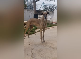 schüchterne Galga Blaze (Tierschutz)