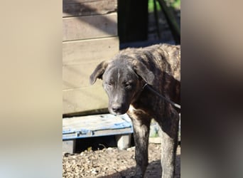 Jackpot - ein majestätischer Doggen-Mix sucht sein Königreich
