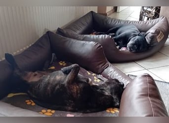 Zuhause gesucht für unsere Mory – kleine Bulldoggen-Prinzessin mit großem Herz