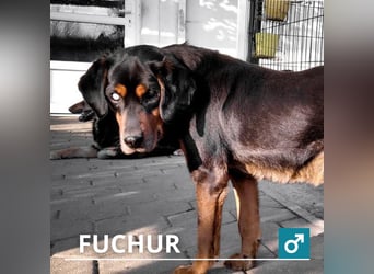 Fuchur: Will endlich sein Glück finden