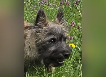 Lustige Kobolde / Cairn Terrier suchen ein Zuhause
