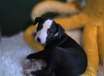 Whippet - 1 Rüde und 1 Hündin sind noch auf der Suche nach liebevollen Händen.