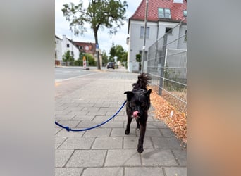 Freundlicher ELVIS möchte dich um seine hübschen Pfoten wickeln