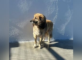 Honey, zurückhaltender Sanfter Collie Mix sucht ruhiges Zuhause