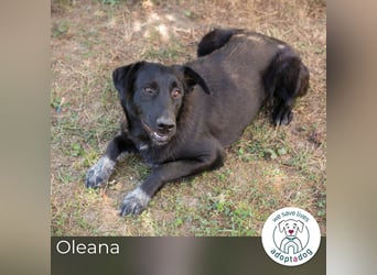 Oleana: Kuschelpartner gesucht!