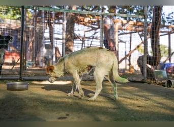 Adela – kleine Hundedame sucht ihr erstes richtiges Zuhause