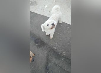 Kleiner Senior Tristan sucht sein Zuhause