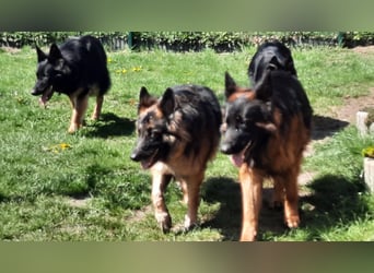 Langstockhaar Schäferhund  Rüde