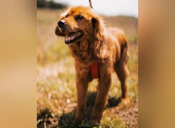 Lina ❤️ so verträglich, verschmust & lieb