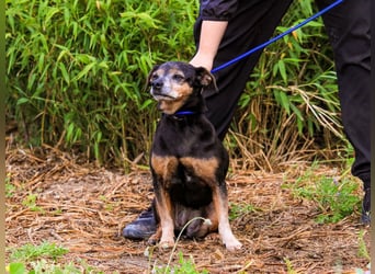 Fiona, Mix Pinscher / Chihuahua, lieb und verträglich