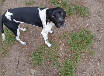 Penni sucht ein Zuhause