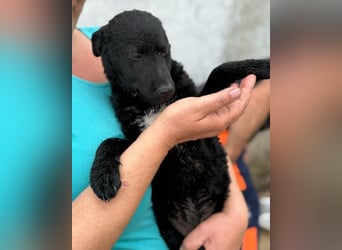 Vinn ❤️ schmusiger, süßer Bub sucht Liebe