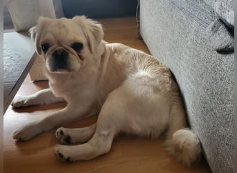 AMALIA - die süße Maus freut sich auf ein tolles Für-Immer Zuhause!