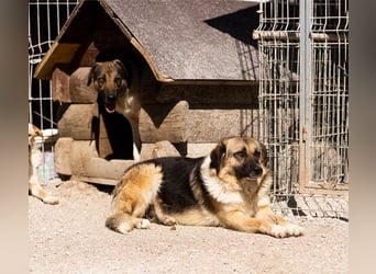 KORA❤️sanfte Seele sucht sehnsüchtig ein liebevolles Zuhause & Geborgenheit