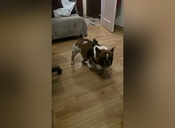Coco - erwachsener French Bully Rüde