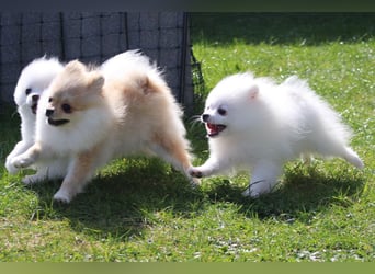 Zwei kleine Eisbären Zwergspitz Pomeranian suchen Kuschelpartner