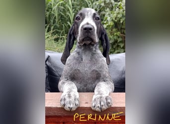 Braque d'Auvergne (Auvergne Vorstehhund) Welpe