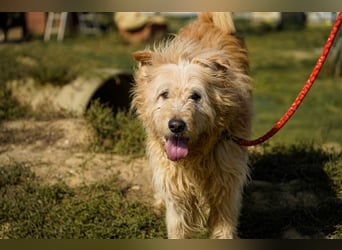 Messi, ein Hund mit viel Potential