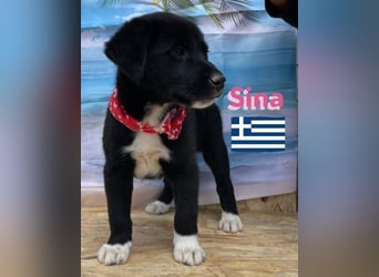 Sina,geb.02/25,liebes Hundemädchen sucht ihre Familie