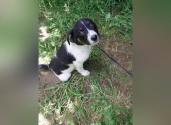 Hundekind „Minou“, ausreisebereit Ende Juni 2025, sucht Familie