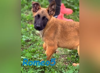 Romeo5 11/2024 (ESP) - aktiver Malinois-Schäferhund-Mix Welpe!