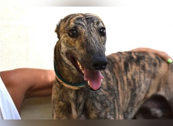 ❤️MUSHU, Galgo Espanol❤️